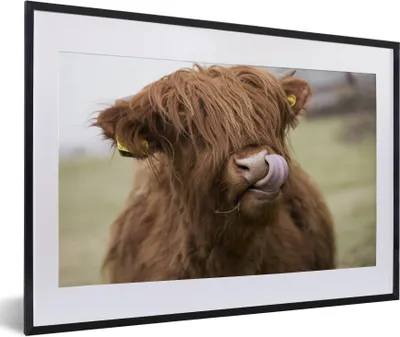 Produktbild von MuchoWow® Gerahmtes Poster Schottischer Highlander - Nahaufnahme 60x40 cm - Poster mit Schwarzem Bilderrahmen Wandposter Rahmen Foto Bilder - Schlafzimmer - Plakat in Rahmen - Drucken
