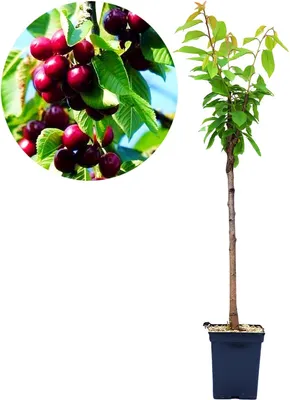 A potted cherry tree with a close-up inset of cherries on the branch.
