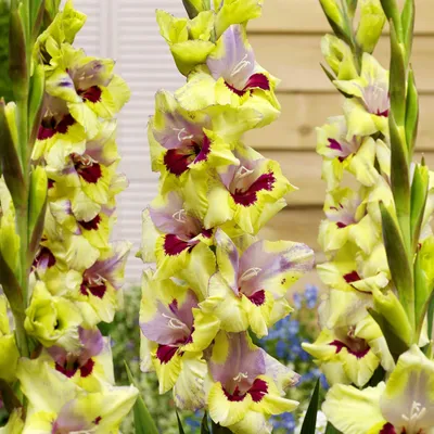 Produktbild von Gladiole Blumenzwiebeln Sommerblühende Siegwurze Oracle 5 St.