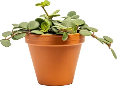 Obrázok produktu pre Gardners Peperomia Pecunifolia Pecunii, priemer 12 cm