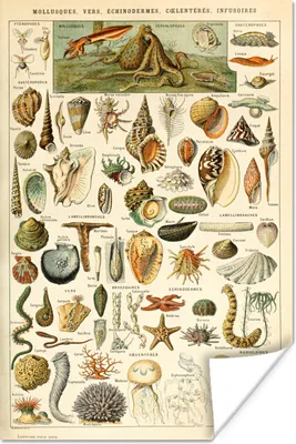 Produktbild von MuchoWow® Poster Muschel - Meerestiere - Meer 120x180 cm - Kunstposter