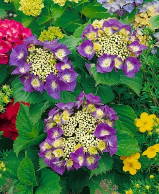 Zdjęcie produktu dla Hortensja ogrodowa "Frisbee Hot Pink", 30-40 cm, w doniczce - Hydrangea macrophylla