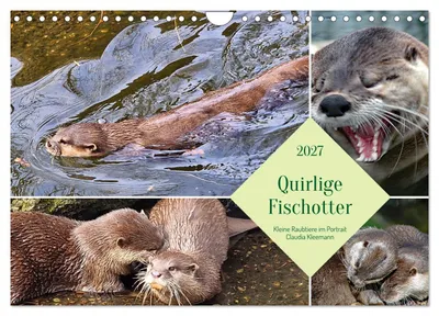 Produktbild von Quirlige Fischotter (Wandkalender 2027 DIN A4 quer), CALVENDO Monatskalender
