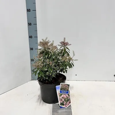 Produktbild von Pieris jap. Ralto Rose ('Opstal 60'PBR) - Schattenglöckchen | 30-40 cm im Topf