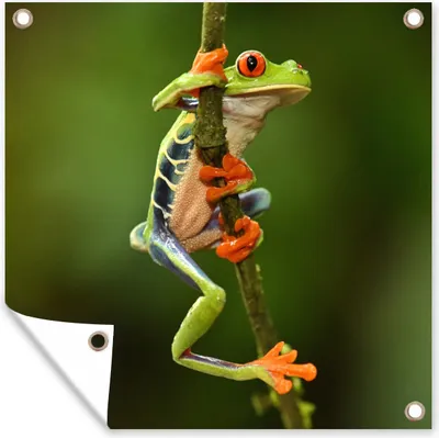 Produktbild von MuchoWow® 100x100 cm Outdoor-Poster Gartendeko Sichtschutz Garten Poster für den Garten Rotaugenlaubfrosch im Dschungel