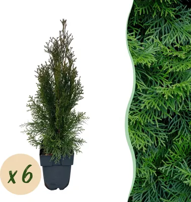 Produktbild von Heckenpflanzen - Thuja occidentalis Smaragd - Blatt grün - 6 Pflanzen - 1 laufender Meter - immergrün - 50-60cm - Ø18cm - Gartenpflanze