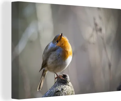 Produktbild von OneMillionCanvasses® - Leinwandbilder - 140x90 cm, Das Rotkehlchen sitzt auf einem Ast in der Natur, Wandbilder Kunstdruck Wanddekoration - Foto auf Leinwand - Gemälde auf
