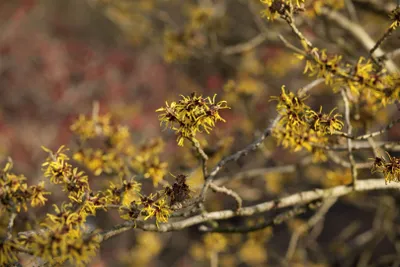 Produktbild von Hamamelis intermedia 'Westerstede', Zaubernuss, gelb, 80–100 cm