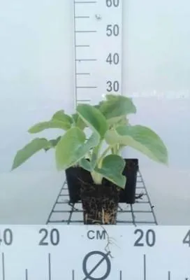Immagine prodotto di 6 x Hosta hybr. 'Royal Standard' - Hosta - vaso 9 x 9 cm