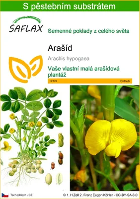 Obrázek produktu pro SAFLAX - Arašíd - Arachis hypogaea - 8 Semena - S pěstebním substrátem bez klíčků