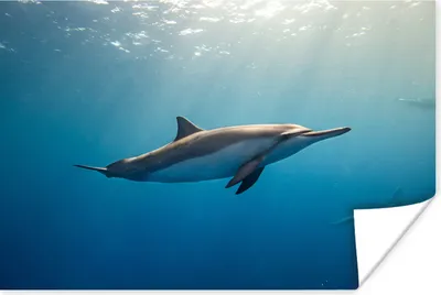 Produktbild von MuchoWow® Poster Delfin - Meer - Sonne 60x40 cm - Schlafzimmerdekoration