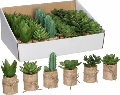 Darice Künstliche Sukkulenten – 6 Stück Sortiment In Grün, Ideal Für Deko & Mini-Pflanzgefäße