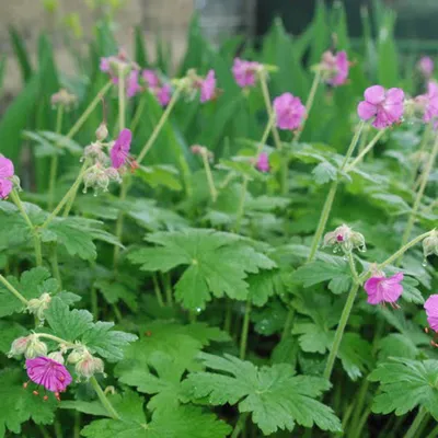 Produktbild von 6 x Garten-Storchschnabel  - Geranium macrorrhizum 'Bevan's Variety'  | Topf 9cm x 9cm