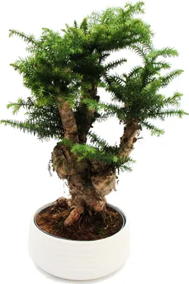 Obrázok produktu pre Izbová bonsaj Araucaria cunninghamii izbová jed?a Araucaria z Novej Guiney vysoká cca 65 cm 26 cm miska biela keramika