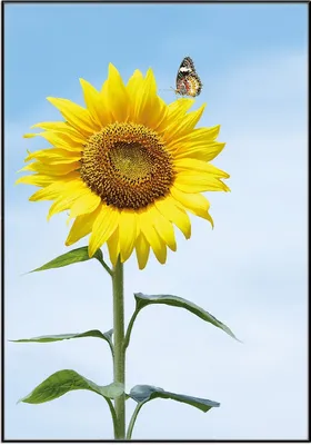Produktbild von Wallario Wandbild Sonnenblume mit Schmetterling, Größe: 70,30 x 100,30 cm, Poster mit schwarzem Aluminiumrahmen