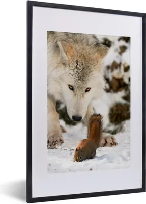 Produktbild von MuchoWow® MuchoWow® Gerahmtes Poster Eichhörnchen - Wolf - Schnee - Winter 40x60 cm - Poster mit zchwarzem Bilderrahmen - Poster in Rahmen