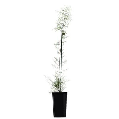 Produktbild von Tamariske hellrosa blühend, 30 cm hoch, 1L Topf, Wuchshöhe bis 2 m, blüht April-Mai