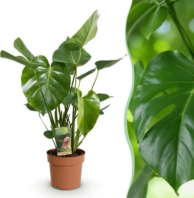 Image de Monstera Deliciosa - Plante en trou - Peu d'entretien - Vert - 70-80cm - Ø21cm - Plante d'intérieur - Vert persistant
