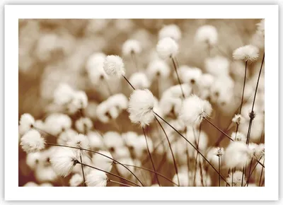 Produktbild von Poster - Poster ohne Rahmen - Baumwolle Boho Wollig - 70x50 cm - Wand Bild - Wanddeko - Wandbilder - Kunstposter - Wandposter - Bilder - Kunstdruck - Wanddekoration - Wandbild - P2XAA70x50-4850