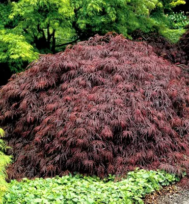 Produktbild von Fächerahorn ´GARNET´ 50-60 cm, Cont. 3 l