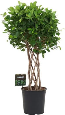Produktbild von Ficus Moclame – 120cm – Geflochtener Zylinderstamm – Elegant gewachsene Zimmerpflanze für helle Innenräume – Immergrüne Ficus-Art Ø24–27cm