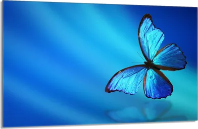 Produktbild von Herdabdeckplatte 80x52cm 1-teilig Glaskeramikkochfeld-Abdeckung Spritzschutz, Schmetterling Blau