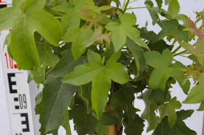 Produktbild von Liquidambar styraciflua Gumball - Zwerg-Kugelamberbaum - Hochstamm 60