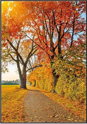 Produktbild von Wallario Wandbild Herbstlicher Waldweg mit buntem Laub, Größe: 70,30 x 100,30 cm, Poster mit schwarzem Aluminiumrahmen