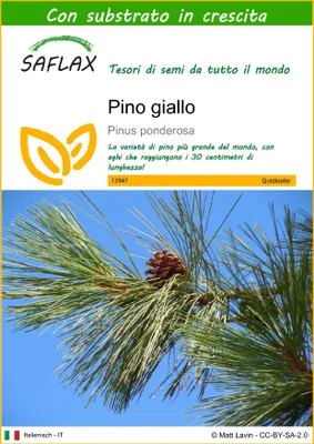Immagine prodotto di SAFLAX  - Pino giallo - 20 semi - Con substrato - Pinus