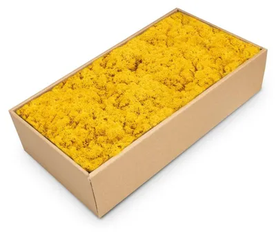 500 g Islandmoos in Gelb