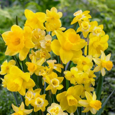 Produktbild von Narzissen Zwiebeln Winterhart Mehrjährig - Osterglocken Gelb Vorteilspack - 25 Blumenzwiebeln - Duftende Pflanzen aus Holland - für Garten und Topf (keine Samen, nicht künstlich)