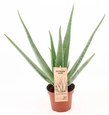 Zdjęcie produktu dla Prawdziwa roślina Aloe Vera w doniczce o średnicy 14 cm, wysokość 45 cm