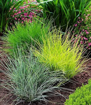 Produktbild von BALDUR Garten 15er Set Gräser-Trio, Pflanzen im 9x9 cm-Topf, Ziergräser Festuca glauca Elijah Blue, Festuca gautieri, Milium effusum Aureum, winterhart, trockenresistent, mehrjährig