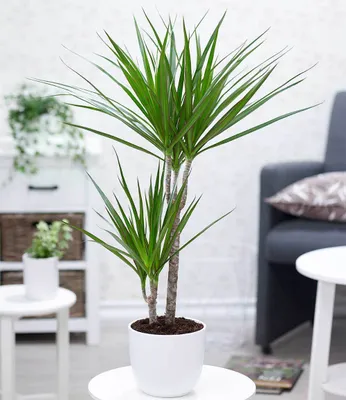 Produktbild von BALDUR-Garten Dracena "Marginata" ca. 75-85 cm hoch, 1 Pflanze, Luftreinigende Zimmerpflanze, unterstützt das Raumklima,  Drachenbaum, Grünpflanze, pflegeleicht, mehrjährig - frostfrei halten
