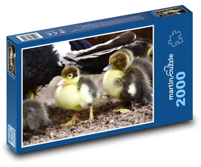 Obrázek produktu pro Puzzle 2000 Divoké kachny - mláďata - martinpuzzle
