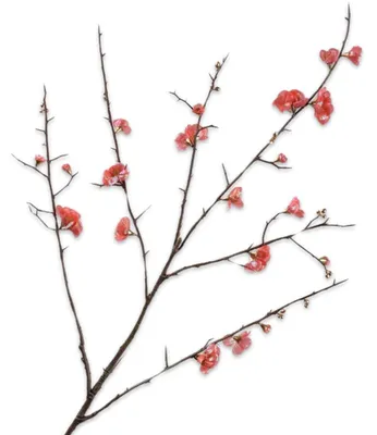 Produktbild von Silk-ka Seidenblume Japanischen Zierquitte Quittenzweig Rosa (120cm)