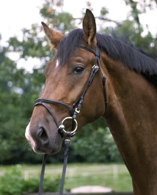 Produktbild von Trensenzaum, engl. Komb., schwarz, Gr. Warmblut Zaum engl. Komb. schwarz