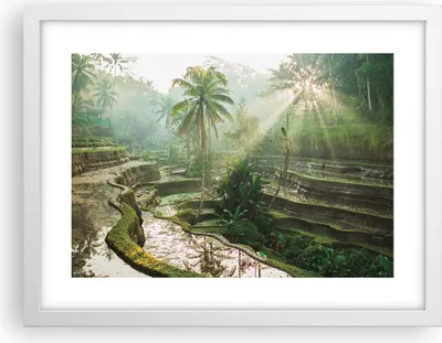 Produktbild von Gerahmtes Poster - Weißer Rahmen - Terrassen Reis Palmen - 40x30 cm - Wand Bild - Wanddeko - Wandbilder - Kunstposter - Wandposter - Bilderrahmen - Bilder - Kunstdruck - P2WAA40x30-4665
