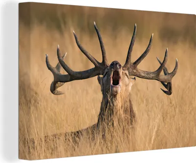 Obrázek produktu pro OneMillionCanvasses® - Obrazy na plátně - 140x90 cm, Parohy - Jelen - Tráva, nástěnné umění Vytisknout Nástěnná dekorace