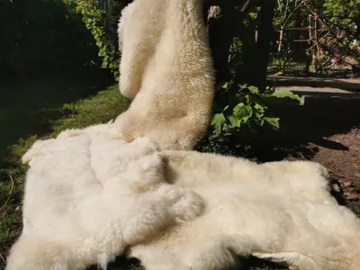 Produktbild von Echtes Schaffell  – rustikales Naturfell für Teppich, Felldecke oder Deko – kleine Schönheitsfehler NATUR Weiß.Größe:110cm - 120cm