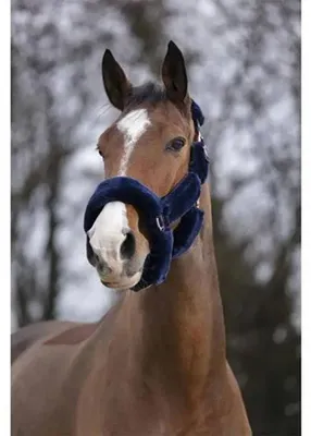 Immagine prodotto di Capezzina EQUITHÈME Teddy in 3 colori, colore: blu navy, taglia: per purosangue