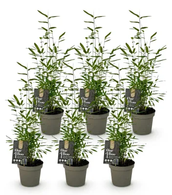 Image de Green boutiQ - Bamboe - Fargesia Black Dragon - Bladhoudend - Niet Woekerend - Groen - 6 Planten - Pot 14cm - Hoogte 35cm