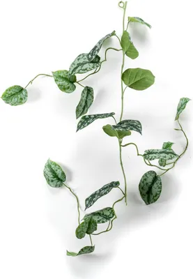 Produktbild von artplants.de Gefleckte Efeututen Girlande künstlich OBASI, grün-weiß, 120cm - Kunstranke/Dekoranke