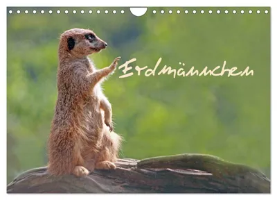 Produktbild von Erdmännchen (Wandkalender 2027 DIN A4 quer), CALVENDO Monatskalender
