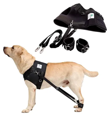 Produktbild von Hundeexpander & Rehageschirr für Hunde – Flexipander zur Rehabilitation, Mobilitätshilfe & sanften Unterstützung L