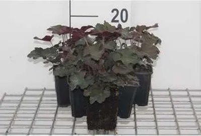 Image de Heuchera mic. 'Palace Purple' - Luzule pourpre - 6 plantes en pot de 9x9 cm
