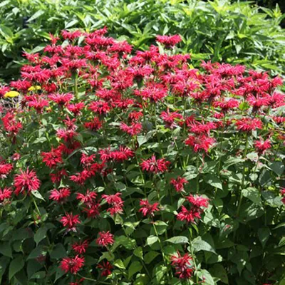 Immagine prodotto di 6 x Monarda 'Gardenview Scarlet'  | Vaso 9 cm x 9 cm