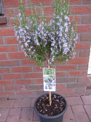 Produktbild von Rosmarinus officinalis Hochstamm - Rosmarin Hochstamm - 60 cm