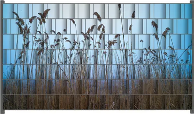 Produktbild von Wallario Zaunsichtschutz mit Motiv Schilfrohr am See vor blauem Himmel für Ein- und Doppelstabmatten Zäune in der Größe 250 x 140 cm