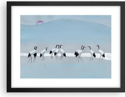 Produktbild von Gerahmtes Poster - Schwarzer Rahmen - Vögel Kraniche Natur - 40x30 cm - Wand Bild - Wanddeko - Wandbilder - Kunstposter - Wandposter - Bilderrahmen - Bilder - Kunstdruck - P2BAA40x30-4921
